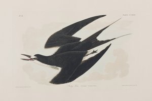 Illustration aus 
