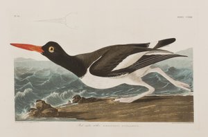 Illustration aus 