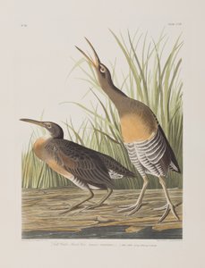 Illustration aus 