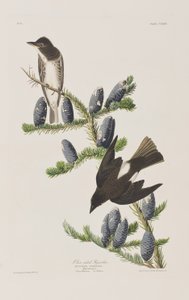 Illustration aus 