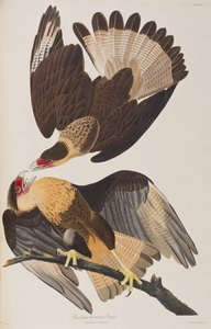 Illustration aus 