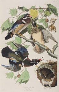 Illustration aus 