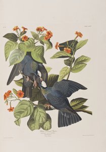 Illustration aus 