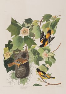 Illustration aus 
