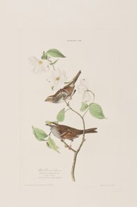 Illustration aus 