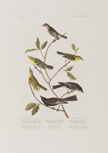 Illustration aus 