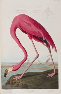 Illustration aus 