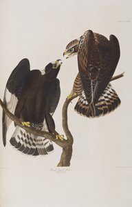 Illustration aus 