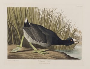 Illustration aus 