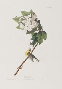 Illustration aus 