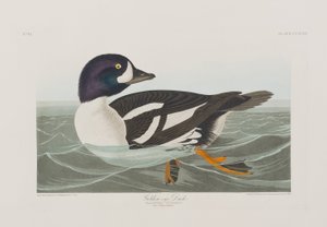 Illustration aus 