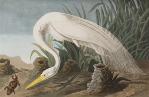 Illustration aus 