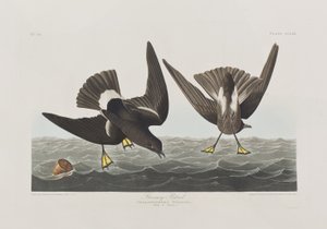 Illustration aus 