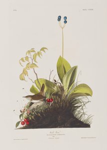 Illustration aus 