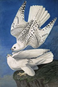 Gerfalke, Falco Islandicus, aus "Die Vögel Amerikas" von John J. Audubon, veröffentlicht 1827-38 von John James Audubon