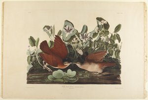 Key-West-Taube von John James Audubon