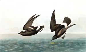 Sturmschwalbe, Thalassidroma Pelagica, aus "Die Vögel Amerikas" von John J. Audubon, veröffentlicht 1827-38
