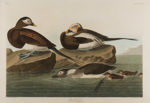 Eisente, 1836