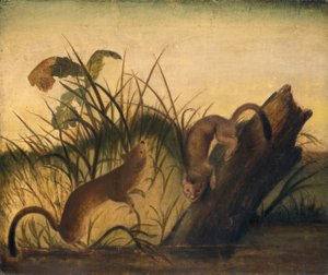Langschwanzwiesel, ca. 1845 von John James Audubon