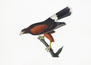 Louisiana-Habicht aus Birds of America (1827) von John James Audubon