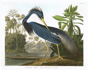 Louisiana-Reiher, 1834