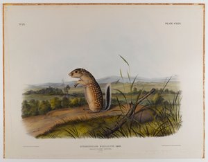 Mexikanisches Murmeltier