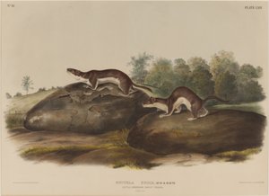 Mustella Fusca von John James Audubon