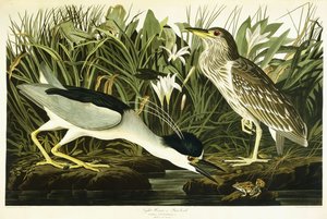 Nachtreiher oder Lua-Vogel, 1835