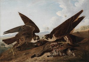 Wanderfalken von John James Audubon