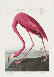 Rosa Flamingo aus Birds of America (1827)