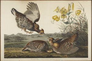 Präriehuhn