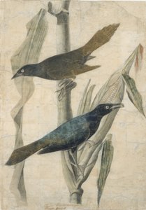 Purpurgrackel, frühes bis mittleres 19. Jahrhundert von John James Audubon