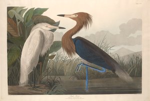 Purpurreiher, 1835 von John James Audubon