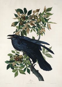 Rabe aus Birds of America (1827) von John James Audubon