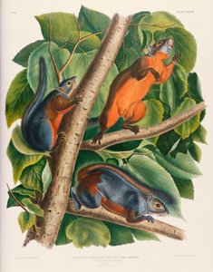 Rotbauchhörnchen von John James Audubon