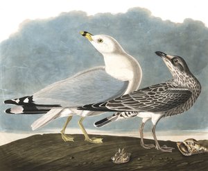 Ringelmöwe, Larus Delawarensis, aus "Die Vögel Amerikas" von John J. Audubon, veröffentlicht 1827-38 von John James Audubon