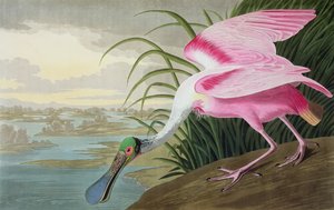 Rosalöffler, Platalea leucorodia, aus "Die Vögel Amerikas", 1836