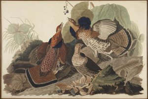 Kragenhuhn von John James Audubon