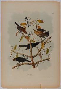 Rostiger Grackel