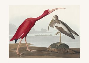 Scharlachsichler aus Birds of America (1827) von John James Audubon