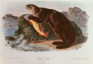 Seeotter aus 