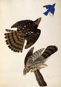 Stanley Hawks. Aus Die Vögel Amerikas, 1827-1838 von John James Audubon