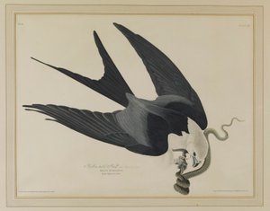 Schwalbenschwanzmilan von John James Audubon