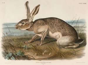 Texanischer Hase (Lepus Texianus), 1848 von John James Audubon