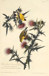 Der amerikanische Stieglitz. Aus Die Vögel Amerikas, 1827-1838 von John James Audubon