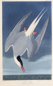 Die Küstenseeschwalbe. Aus Die Vögel Amerikas