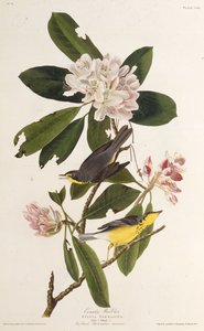 Der Kanada-Waldsänger. Aus Die Vögel Amerikas, 1827-1838