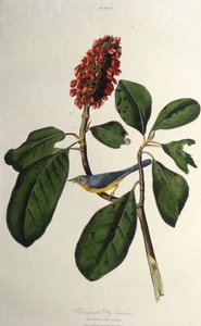 Der Kanada-Waldsänger. Aus Die Vögel Amerikas, 1827-1838
