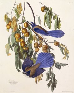 Der Florida-Buschhäher. Aus Die Vögel Amerikas, 1827-1838