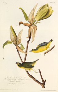 Der Kentucky-Waldsänger. Aus Die Vögel Amerikas, 1827-1838